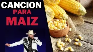 CANCION del MAIZ 🎶