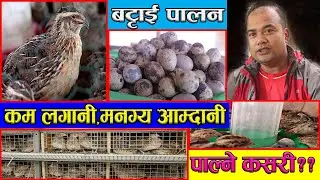 QUAIL FARMING || बट्टाई पालन संग जोडिएको सन्तोषको अचम्मको बास्तविकता,मलाई जिवन दियो-SANTOS MAHARJAN