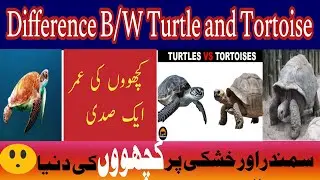 Difference between tortoise and turtle, life span, habitat, food and age, shedding