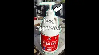 Fish Oil for Dogs Coat?