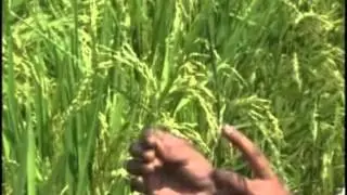 Hybrid Rice Seed Production technology in telugu.mp4