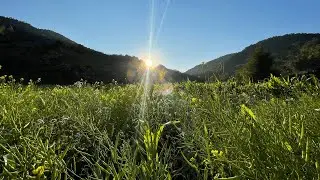 POV Sunset Walk| Rice Fields, Wind, and Distant Sounds