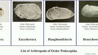 List of Arthropoda of Order Podocopida. bennelongia mazepovacandona regina simplex cygnus lata