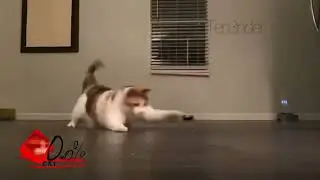 The hidden melee cat