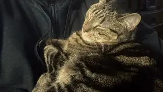 MY CAT REALLY LIKES TO SNUGGLE ! #indiana #cats #animals #wildcats #4upageシ #family #fypシ 