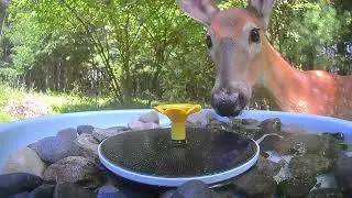 Fawn debuts its adorable face getting a close up view drinking and posing
