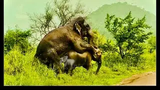 Amazing activities of elephants in nature.🐘
