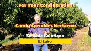 Candy Sprinkle Nectarine, Early Mid-Season With a Perfect Acid/Sugar Balance. For Your Consideration