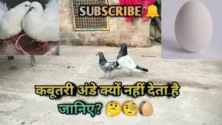 कबूतरी मीटिंग करने के बाद भी अंडे🥚 क्यों नहीं देती है🤔 ||  BEST BREEDING TIPS 😮🕊️ || @souravkabutar