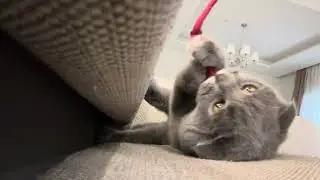 Grey vs his red collar! 🥊