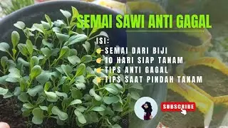 semai sawi anti gagal