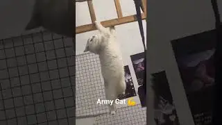 Army Cat training #shorts