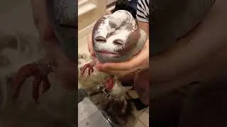 jest #makeuptutorial #humor #makeup #funny #stitch #memes #pietime #popular #lifeisbutadream #viral
