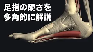 足指の筋肉の解剖学や固くなる理由を解説してみた