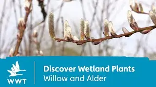 Willow and Alder | Discover Wetland Plants | WWT