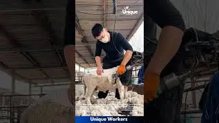 Sheep Shearing: Man Using Electric Clippers to Remove Wool