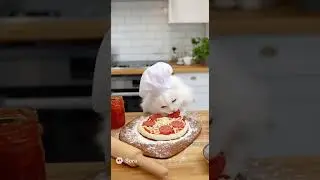 Funny cat video #soraai #disney #cats #catvideos #cats