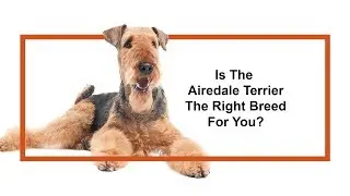 Everything you need to know about Airedale Terrier puppies! (2019)
