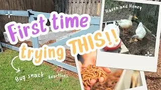 Duck Treat Taste Test: Black Soldier Fly Larvae Edition 🪰🦆