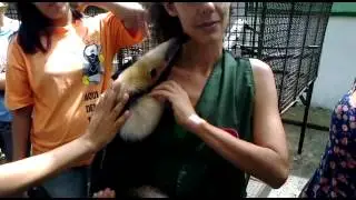 Manejo de Xenarthras - Tamandu&aacute;-Mirim