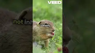 Debunking the Myth  Elephants vs  Mice!  #mukkalarivu #shorts #shortsvideo #shorstfeed #gk #facts