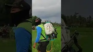 Suara Tangki Semprot Mesin 2 Tak Klapot Racing. #fruit #beranda #farmer #farming #farm #padi #pets