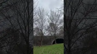 Lobel elm - trees - February 2023