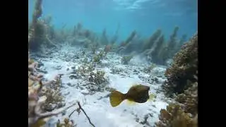 Yellow box fish at Flic en Flac Mauritius