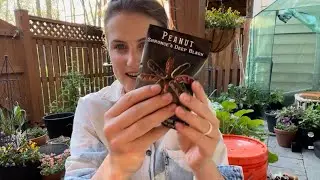 Planting Peanuts In Containers | This Is An Experiment | The Reckless Garden