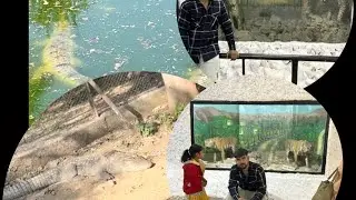 चिड़िया घर मैं देखें अजीब जानवर🐅 ऐसे 🦆🦆पक्षी कभी न्ही देखे होगे🐰🐶इतने बड़े मगरमच्छ🐊 भी बहुत बड़े 🪼❤️