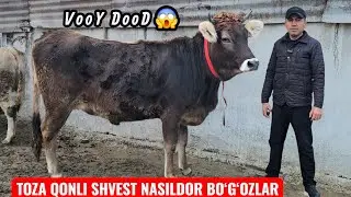 VooY DooD😱 SHVEST BO‘G‘OZLAR TOZA QONLI 🔥🔥 SHAMSIDDIN AKADA ZO‘RLARI🔥🔥
