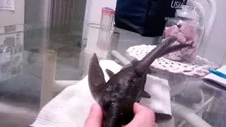 Ginormous grow shark part 4