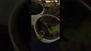 Green 💚💚💚💚💚 Plant ☘️☘️☘️☘️ pots