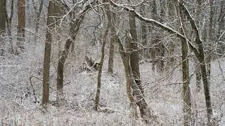 Slow TV Winter Walk