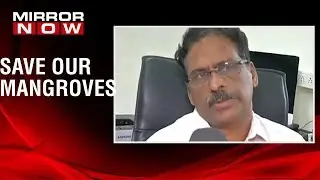 Thousands of mangrove trees allegedly destroyed for road widening, PWD denies allegations