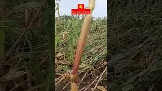 #fasalkranti  😭😭😭#barbadi #trending #youtube #youtubeshorts #shorts #viral #video #reels