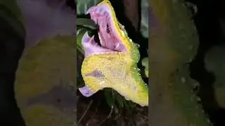 Snake opening mouth.