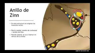 Anatomía de la Órbita, Nervios Craneales, y Músculos Extraoculares