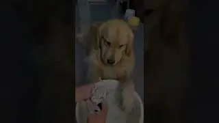 One Month to One Year golden retriever transformation