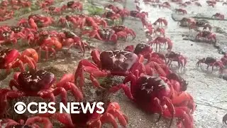 Millions of red crabs on Australia's Christmas Island begin annual migration