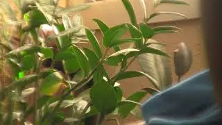 canon hfs10 video test