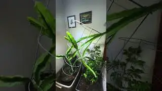 My Inside Plants (Peppers and Dragon Fruit)