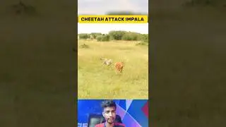 Cheetah Attacked Impala & This Happened! Cheetah Vs Impala Fight
