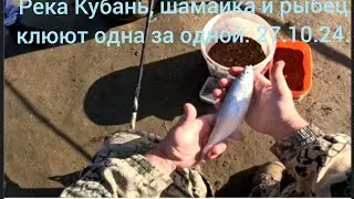 Кубань шамайка и рыбец клюют одна за одной.27.10.24.