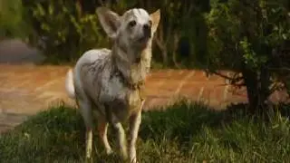 Beverly Hills Chihuahua 2(2011)-The family just got bigger!!!