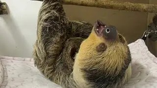Кормление ленивцев
