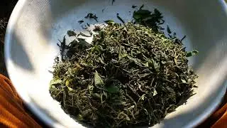 Hand Rolling the tea leaves - Black tea procesing