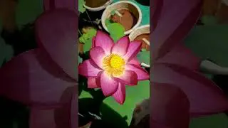 lotus tuber available                            what's app :-9995354493           #music #lotus
