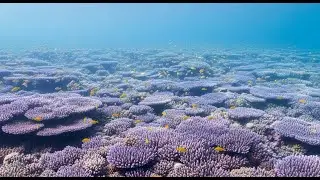 M&uacute;sica De Piano Ambiental Suave Con Sonidos Del Mar Para Relajaci&oacute;n Y Sue&ntilde;o Profundo