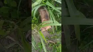 Animals hiding in the grass, shorts